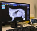 AMBULATORIO VETERINARIO ASSOCIATO SAN FRANCESCO - Santa Croce sull'Arno (PI) - Esami di Laboratorio e Diagnostica per Immagine H24
