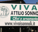 Vivai Attili Sonnoli - Uzzano (PT)