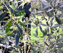 Vivai Attili Sonnoli - Olivi in Fiore e Olive - Uzzano (PT)