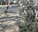 Vivai Attili Sonnoli - Raccolta Olive - Uzzano (PT)